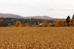 Seeds of Peace – Harvest of Goodness